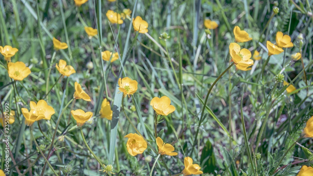 Fototapeta premium Fleur 