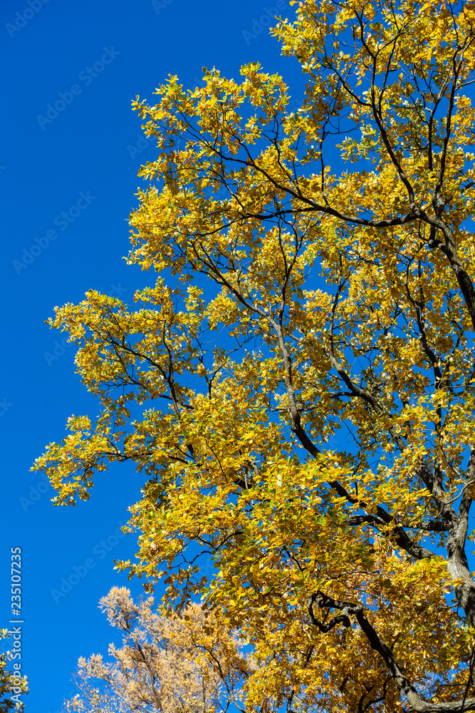 Fototapeta premium Gold autumn, yellow leafs on blue sky, maple
