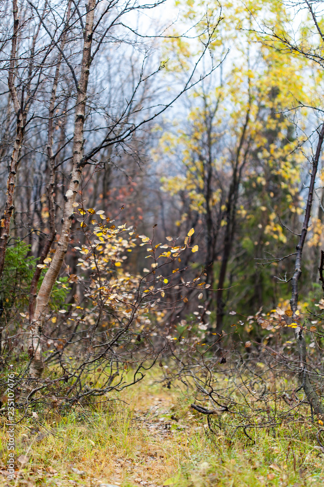 Fototapeta premium Deep autumn in forest on Russian Nord