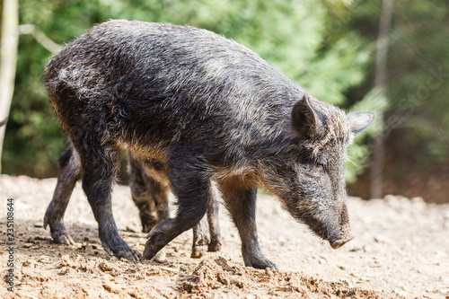 Wild pigs in the summer forest
