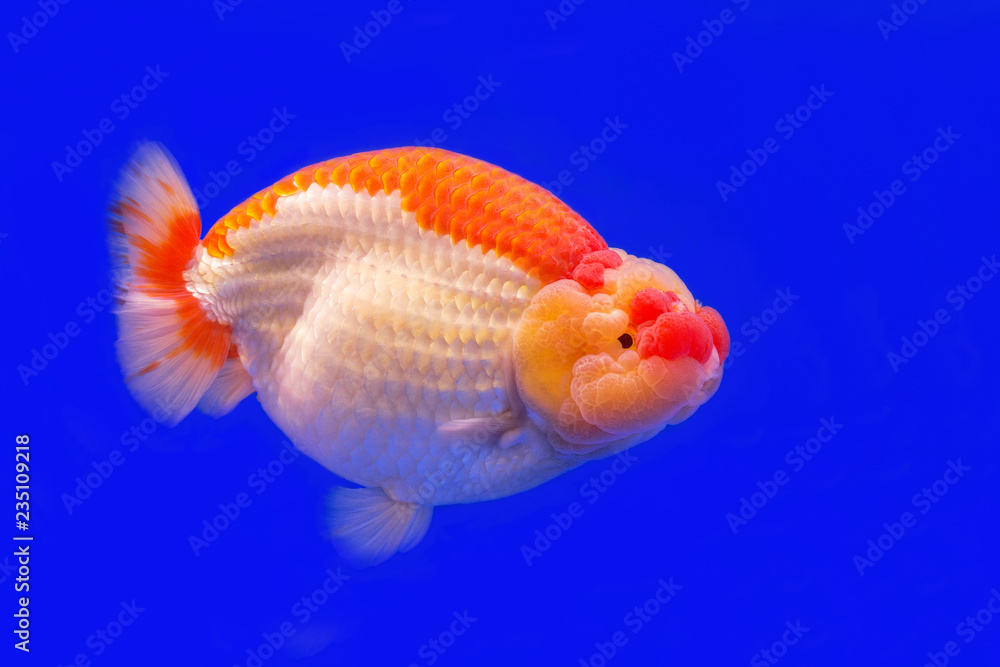 Ranchu goldfish or goldfish head lion on a blue background. Ranchu goldfish or goldfish head lion on a blue background.