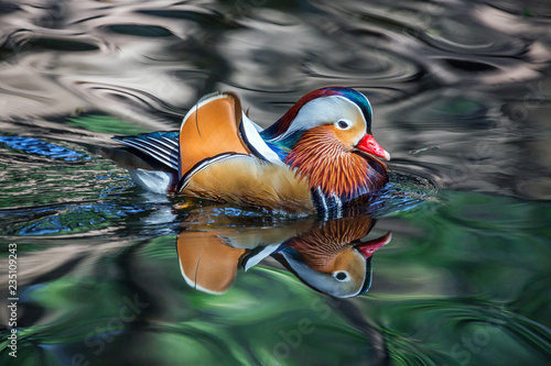 Mandarin ducks are swimming in the natural atmosphere.