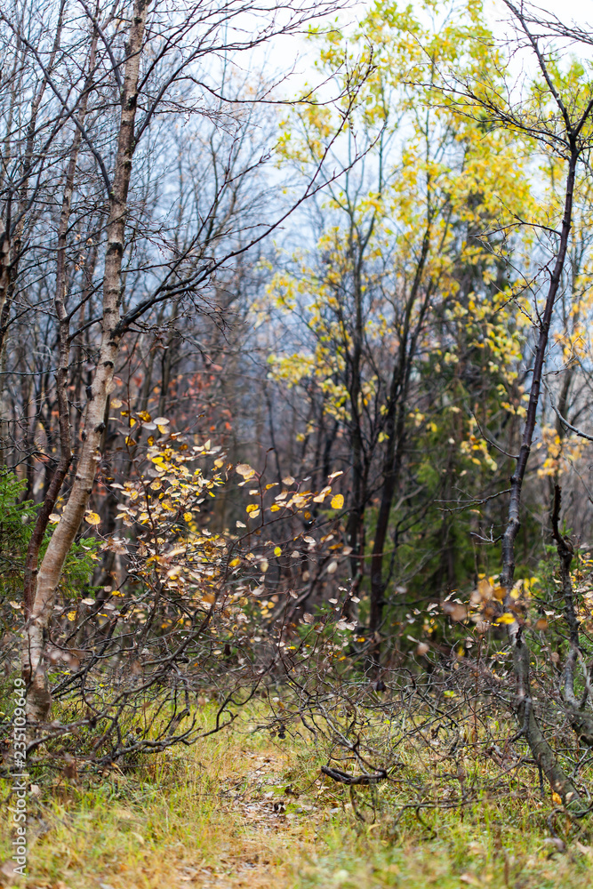 Fototapeta premium Deep autumn in forest on Russian Nord