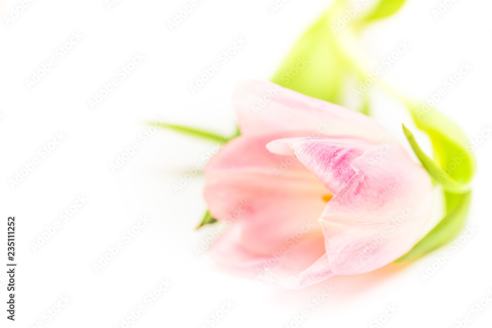 pink tulips on white background