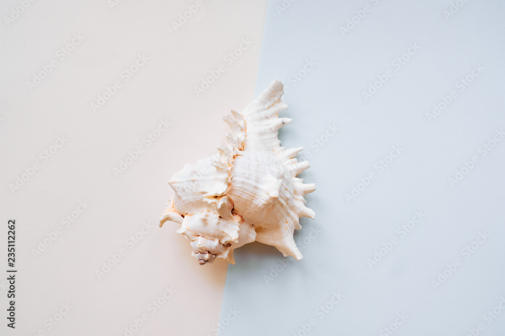 Sea shell