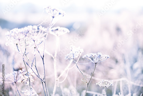 Fototapeta Naklejka Na Ścianę i Meble -  Delicate flower in cobwebs covered with white frost. Grass in the meadow covered with hoarfrost. The first autumn frosts. Soft selective focus.
