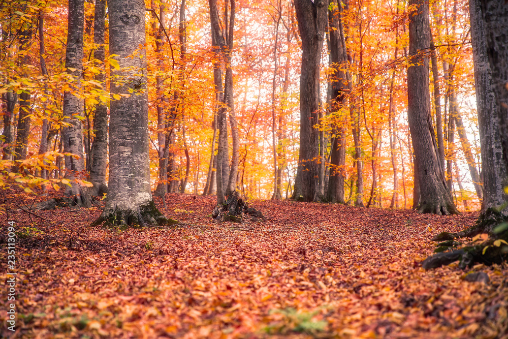Beautiful autumn forest