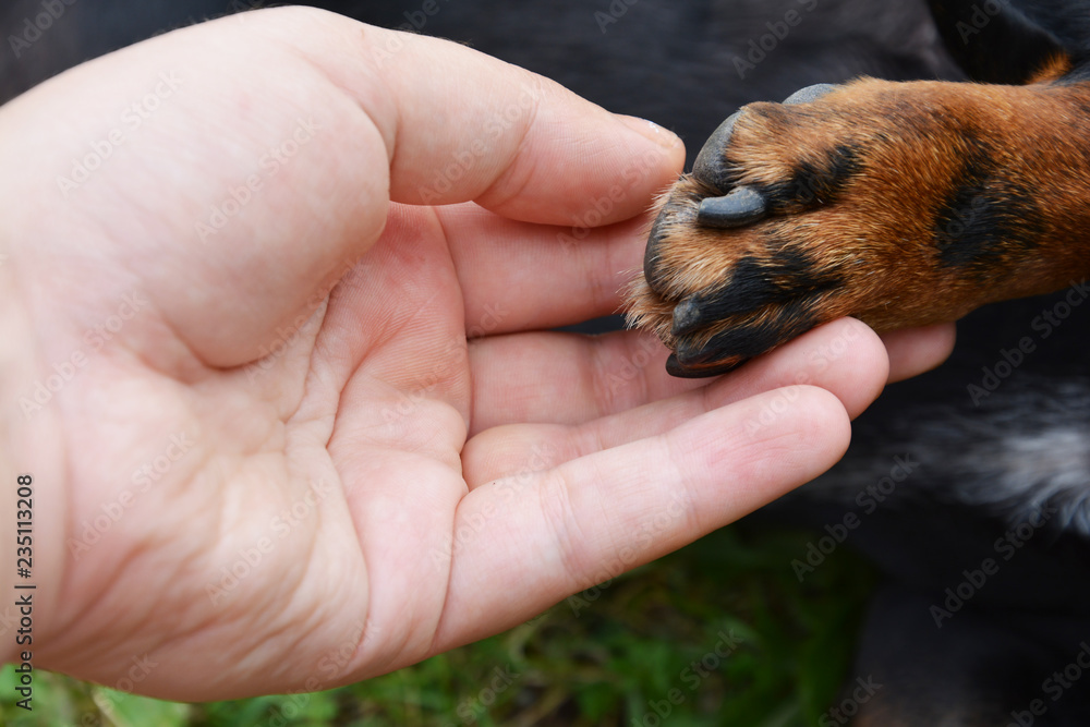 Dog paw in the hand of man, friendship between man and dog, Dachshund paw
