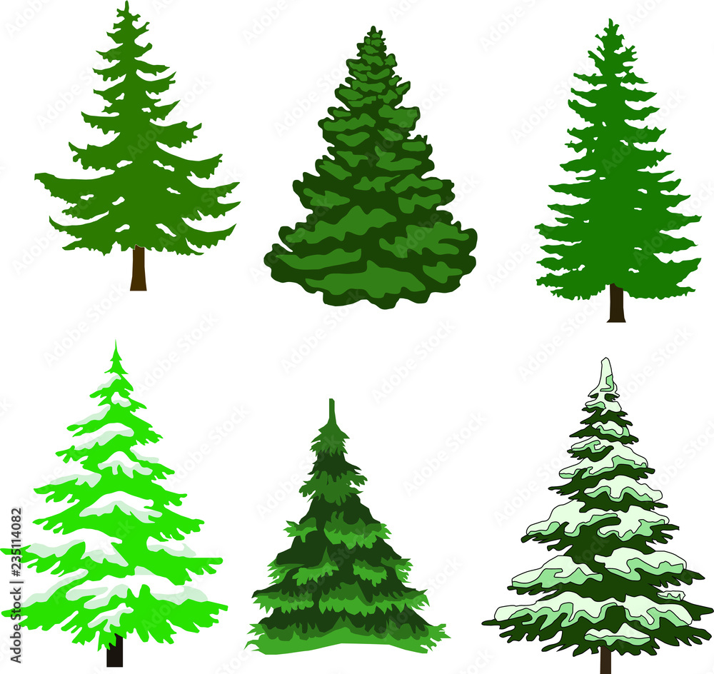 Obraz premium Green Christmas tree on a white background 