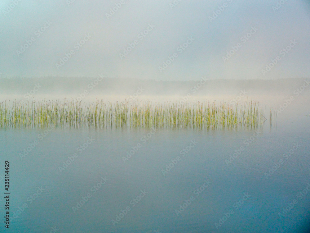 reeds in the fog in the morning on the lake