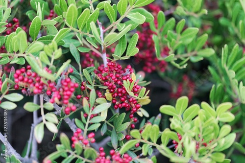 Red berries of a mastic bush (Pistacia lentiscus)