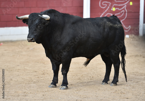 toro negro en españa