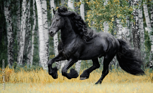 Fototapeta Naklejka Na Ścianę i Meble -  Friesian horse