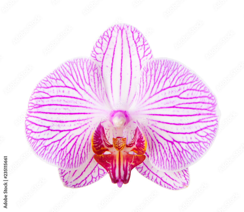 Close-up of beautiful Orchid flower on white background. phalaenopsis Close-up of beautiful Orchid flower on white background. phalaenopsis