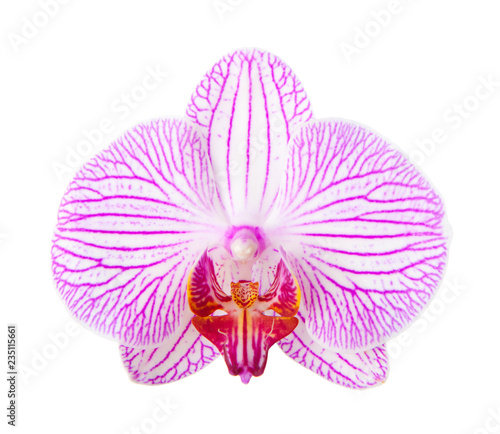 Close-up of beautiful Orchid flower on white background.  phalaenopsis