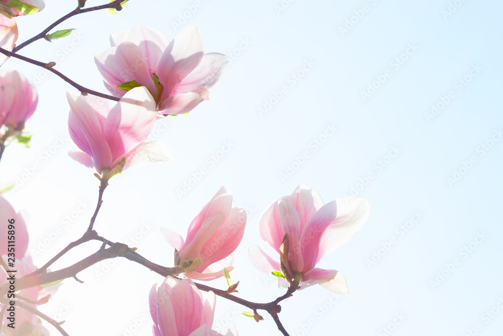 Beautiful light pink Magnolia flowers on blue sky background. Toned image