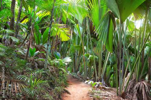 Footpath in The Vallee De Mai palm forest ( May Valley), island of Praslin, Seychelles
