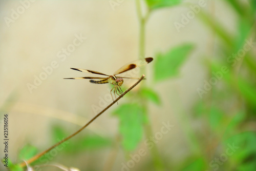Dragonfly on the grass branch