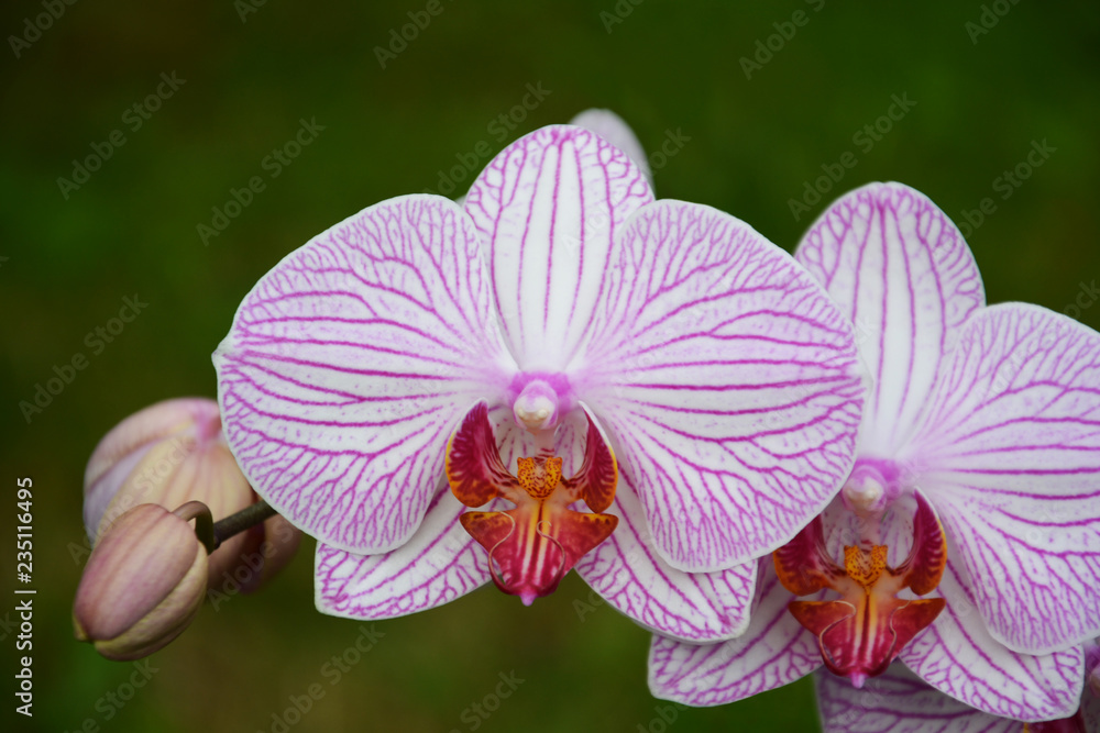 flower, pink, orchid, nature, plant, green, garden, flowers, spring, purple, bloom, blossom, petal, flora, beauty, beautiful, macro, floral, summer, tropical, white, closeup, blue, leaf, bright flower, pink, orchid, nature, plant, green, garden, flowers, spring, purple, bloom, blossom, petal, flora, beauty, beautiful, macro, floral, summer, tropical, white, closeup, blue, leaf, bright