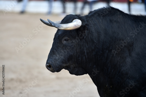 toro negro en españa