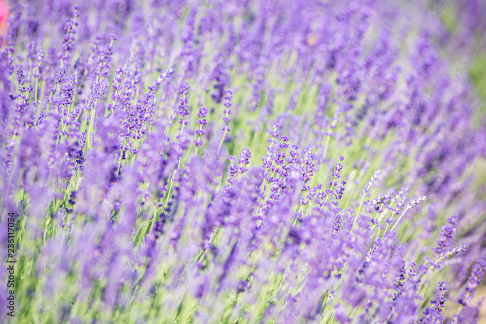 lavender flower field in provence france