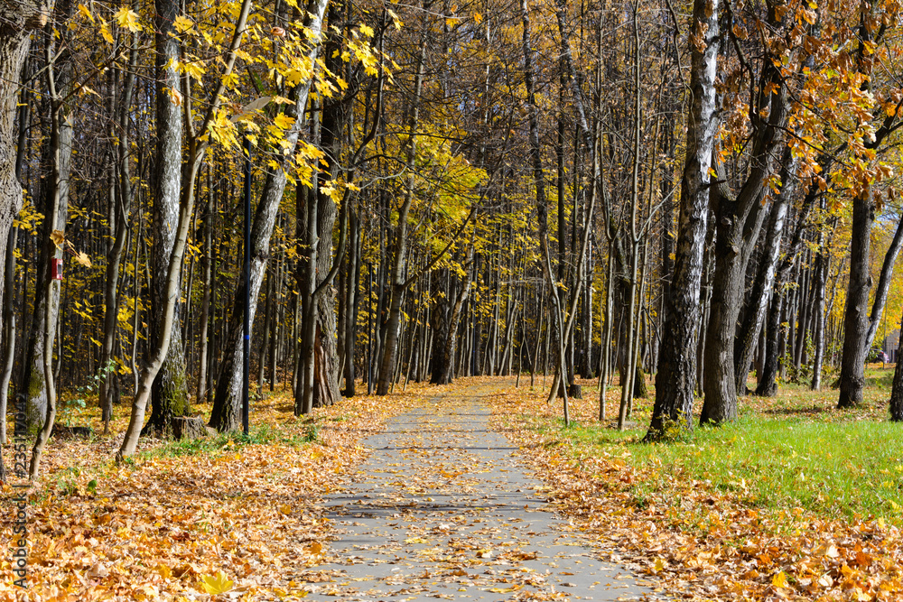 picturesque autumn Park, path in fallen yellow leaves picturesque autumn Park, path in fallen yellow leaves