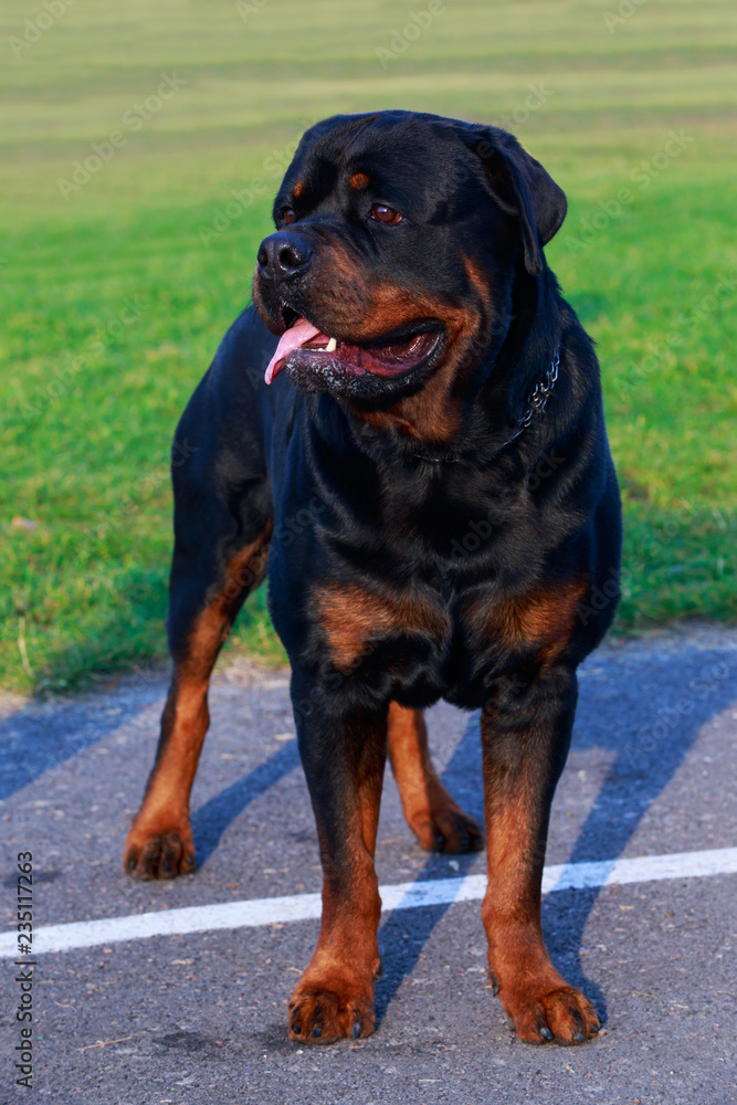 Dog breed Rottweiler