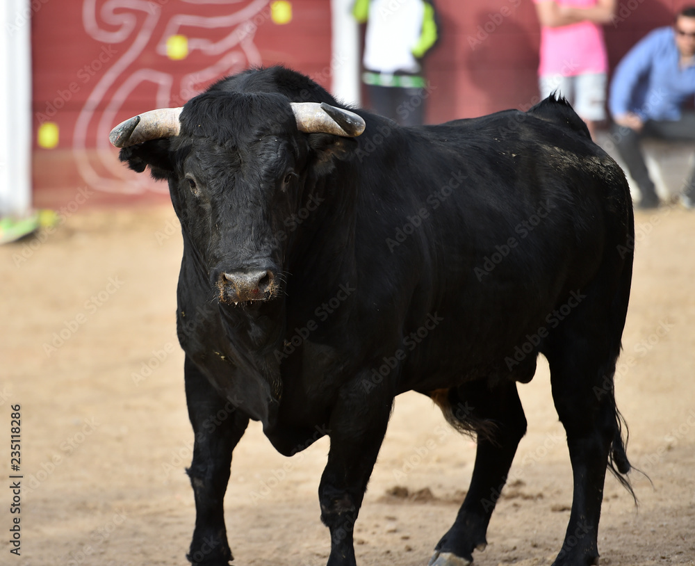 toro negro en españa