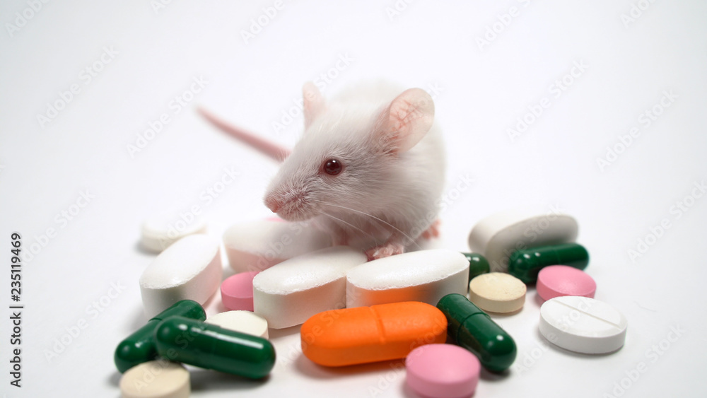 Foto de Experimental mouse and pills. Concept testing of drugs, laboratory  animals, vitamins do Stock | Adobe Stock