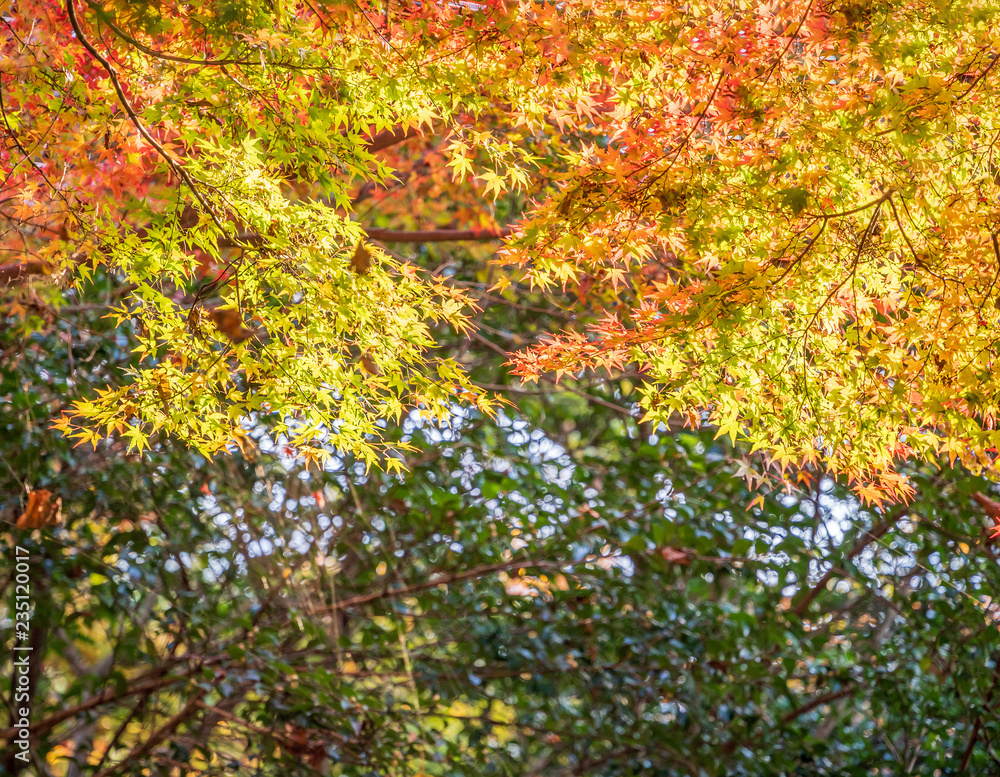 Beautiful red maple leaves in autumn sunny day, blue sky, close up, copy space, macro Beautiful red maple leaves in autumn sunny day, blue sky, close up, copy space, macro