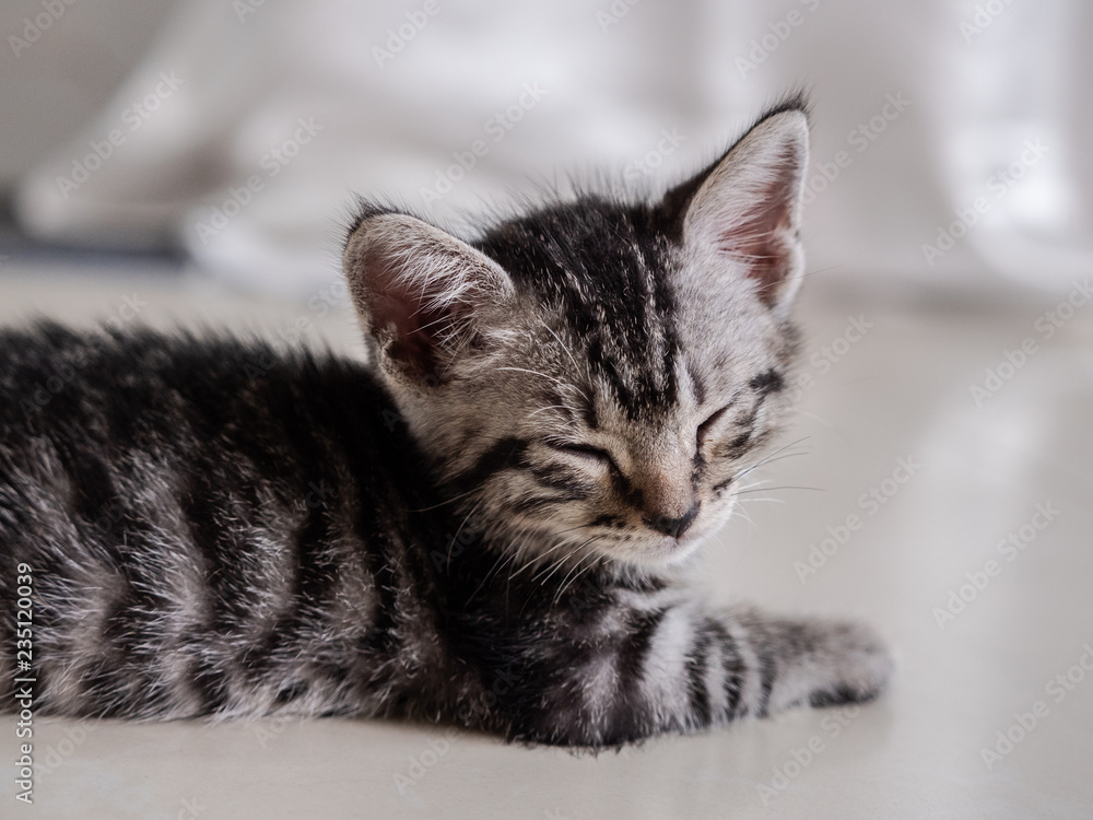 kitten kitten