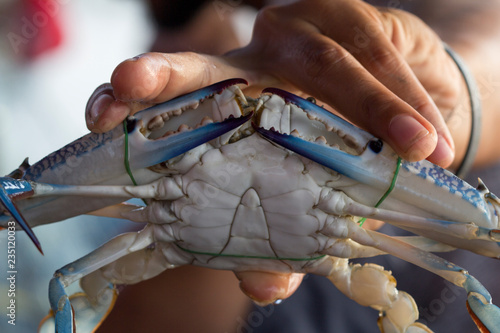 Close up of Blue crab, Blue swimmer crab (Portunus pelagicus) with black crab eggs photo