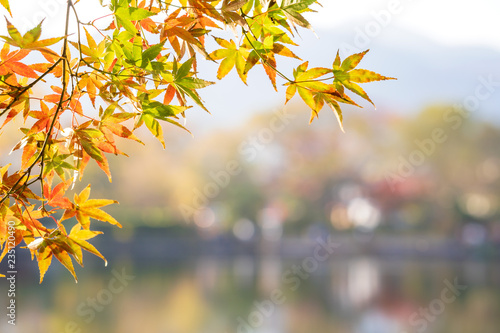 Beautiful red maple leaves at lake kinrinko  oita  Japan  in autumn sunny day  blue sky  close up  copy space