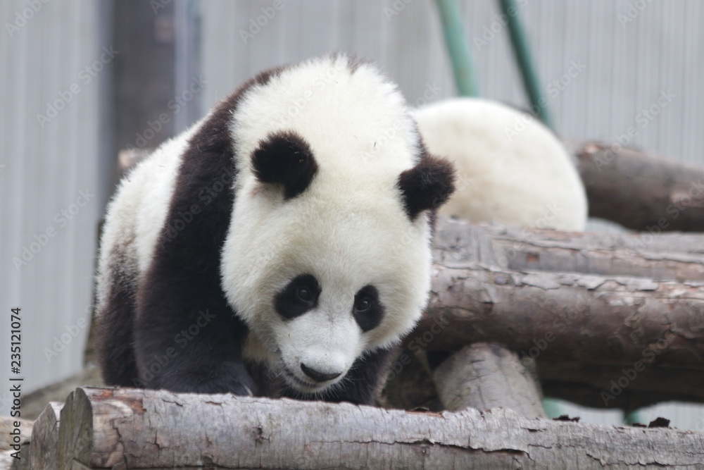 Close up Little Panda Cub , Wolong Panda Base, China Close up Little Panda Cub , Wolong Panda Base, China