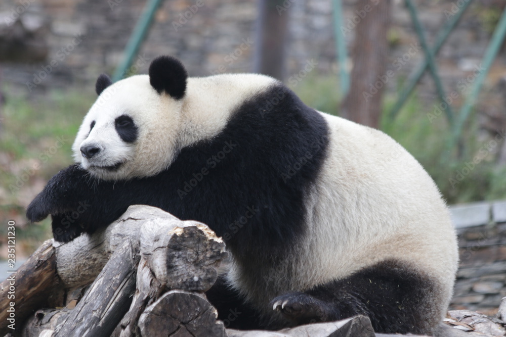 Adorable Panda is Sleeping , Wolong Giant Panda Nature Reserve, Shenshuping, China