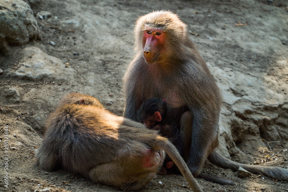 monkey on the mountain. the nyiregyhaza zoo 