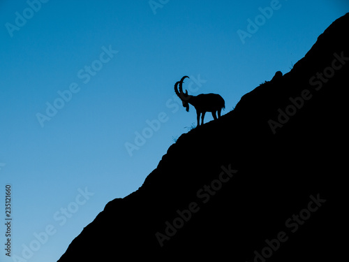 A silhouette of the Siberian ibex (Capra sibirica), The Kyrgyz Republic