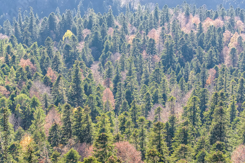 Scenic landscape with mountain forest in fall