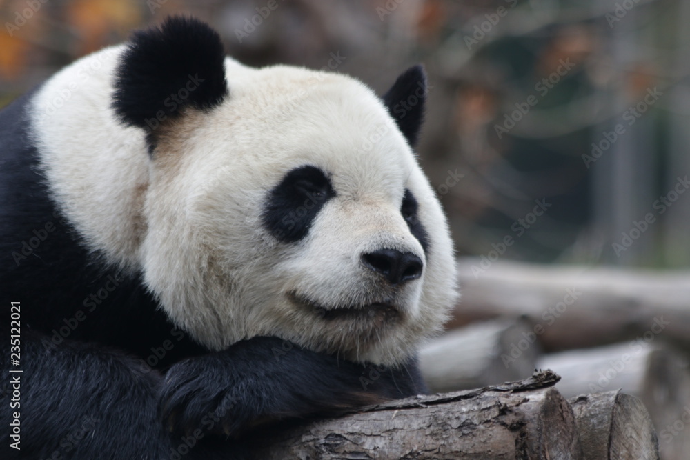 Obraz premium Close up Sleeping Giant Panda Face 