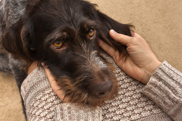 brown dog laid his head on the lap of the woman