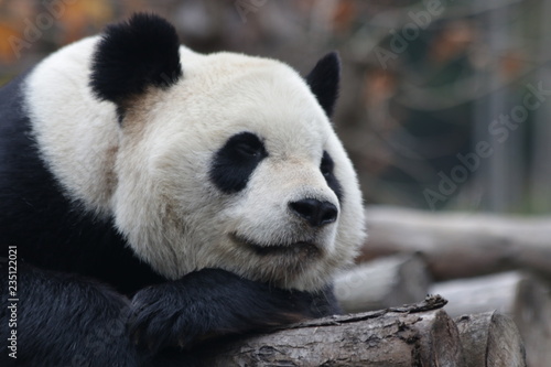 Close up Sleeping Giant Panda Face  © foreverhappy