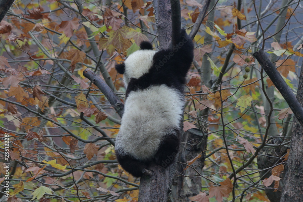 Obraz premium Playful Panda Cub is Having Fun on the Tree among teh Gold Leaves in Fall Season, Wolong Giant Panda Nature Reserve, Shenshuping, China