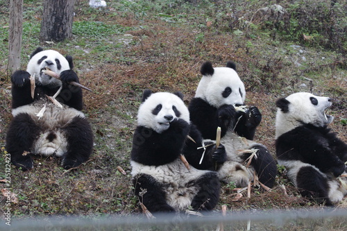 Fototapeta Naklejka Na Ścianę i Meble -  A Gangs of Little Pandas are Eating Bamboo Shoots
