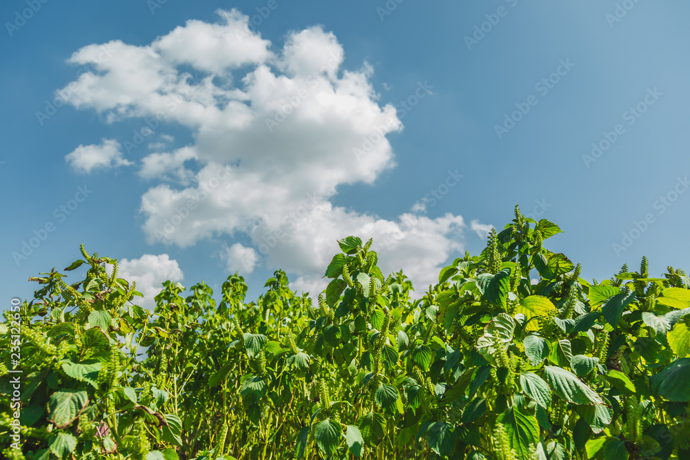 Blue sky with green leaves background