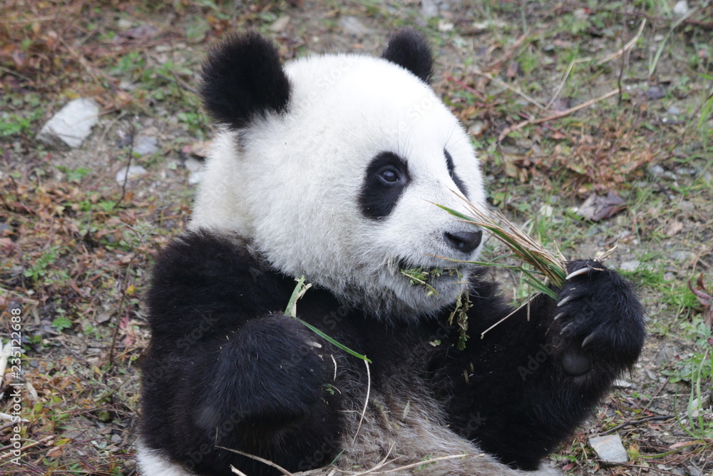 Little Panda Cub is Learning to Eat Bamboo Shoot, China Little Panda Cub is Learning to Eat Bamboo Shoot, China