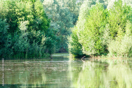 lake in the forest. Natural vegetation reflected from the water.