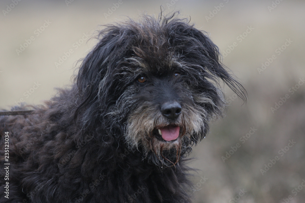 Aufmerksamer Hund zeigt seine Zunge Aufmerksamer Hund zeigt seine Zunge