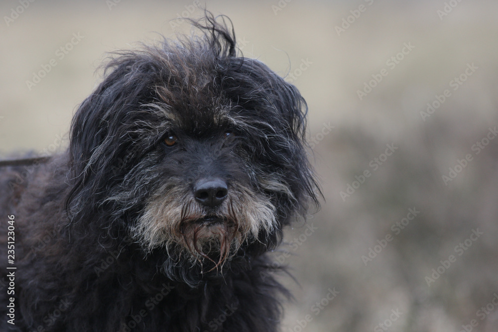 Aufmerksamer Hund Aufmerksamer Hund