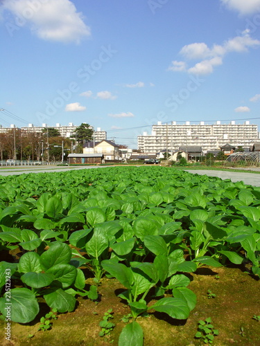 郊外の小松菜畑風景