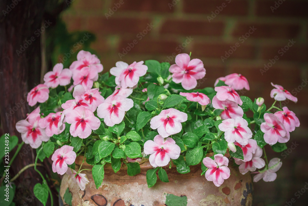 Beautiful white pink balsam flowers after the rain. Beautiful white pink balsam flowers after the rain.